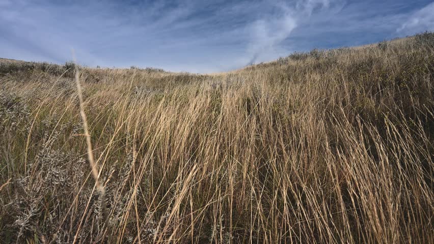 Close-up of dry grass blowing in a strong wind under a blue sky with wispy clouds
