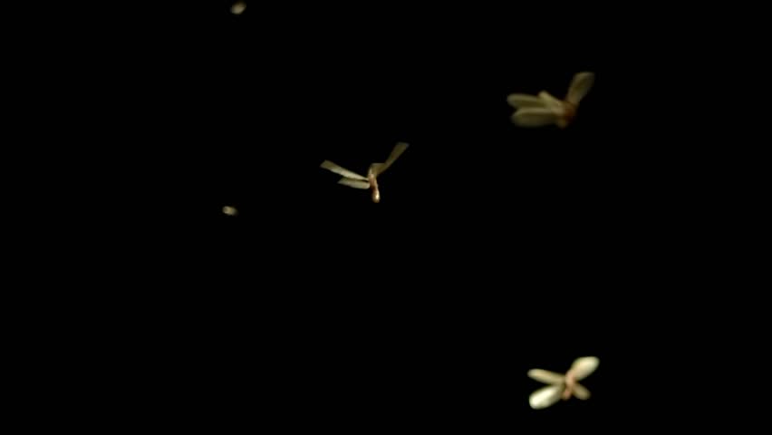 Creepy swarm of flying insects at night. Overlay of bugs swarming, real insect wildlife, or scary Halloween background. Seemless loop.