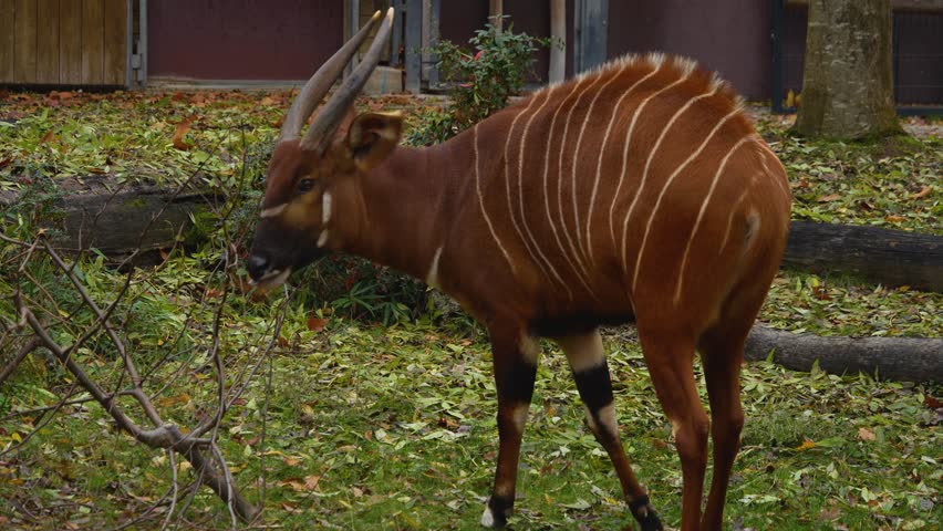 Close up of a bongo bongo antelope looking around on a sunny day in fall	
