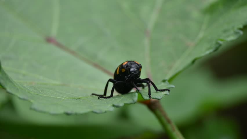 Hycleus Beetle insect is sitting on okra leaves. It  is a genus of blister beetle belonging to the Meloidae family found in Africa and Asia. Hycleus polymorphus. They eat all types of flowers.

