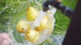 Fresh organic pears being washed in a garden under running water in slow motion 300fps - Powered by Shutterstock - Get 15% off with code: PIKWIZARD15