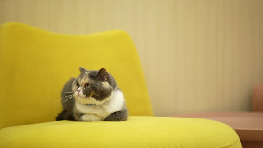 white black brown fluffy young cat sitting resting relaxing to sleep and close eye on yellow sofa bed or chair at home or cat cafe for cute pet and animal background with copy space