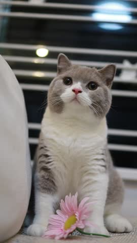Holden little bear - The fluffy and muscular Bicolor lilac British shorthair 