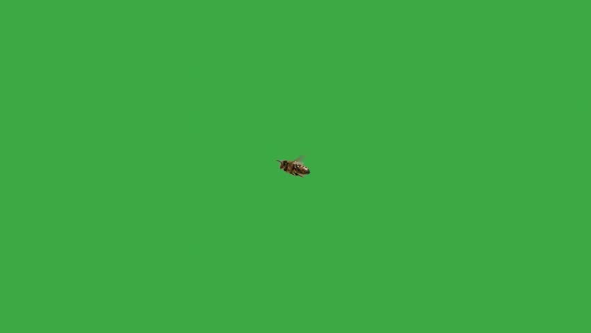 flying bee with green screen. slow motion