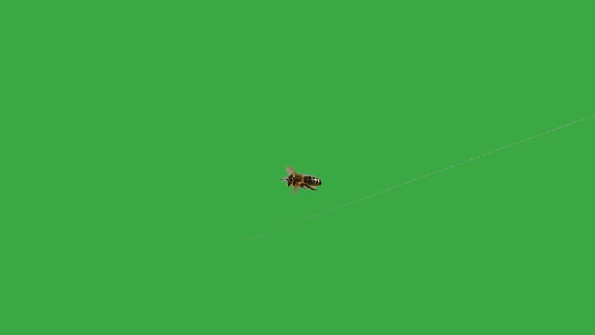 flying bee with green screen. slow motion