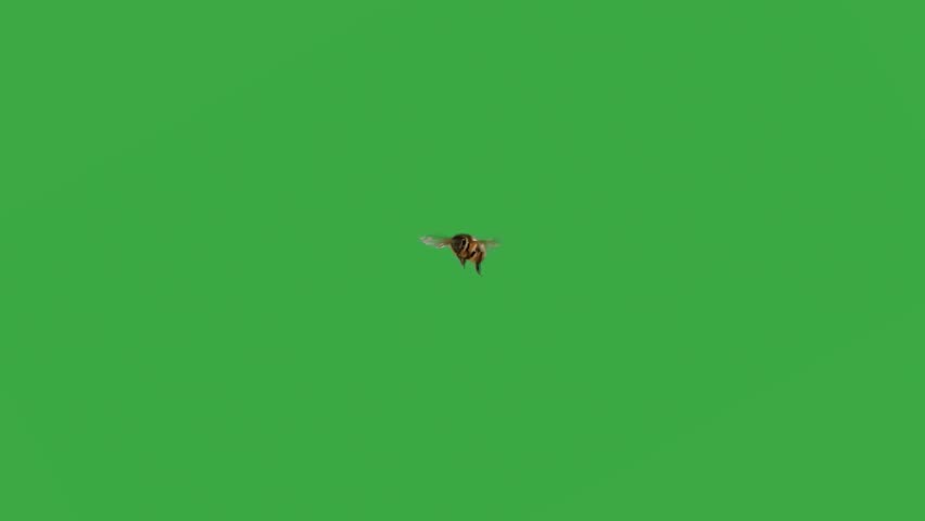 flying bee on camera on green screen