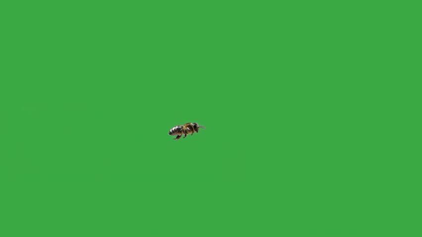 beautiful bee in flight on green screen slow motion