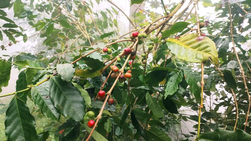 Red coffee beans ready to be harvested