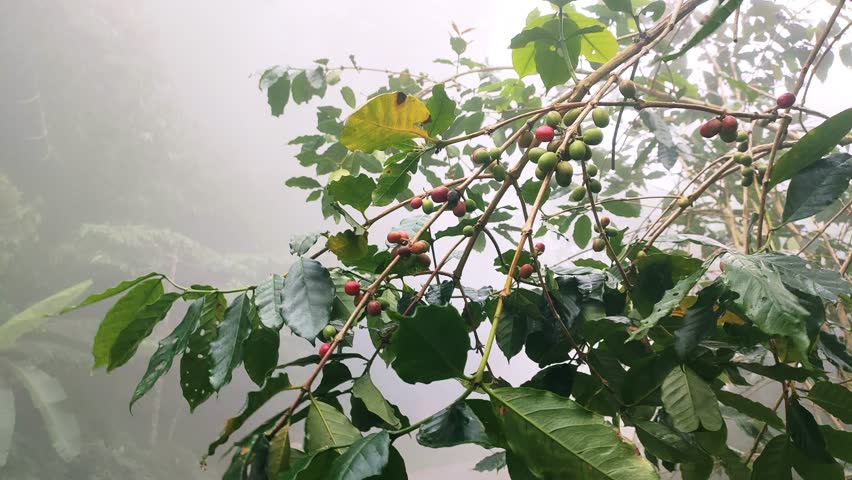 Red coffee beans ready to be harvested