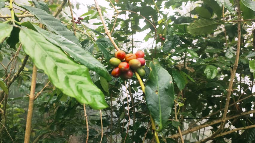 Red coffee beans ready to be harvested