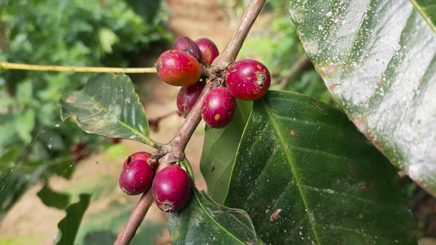 Red coffee beans ready to be harvested