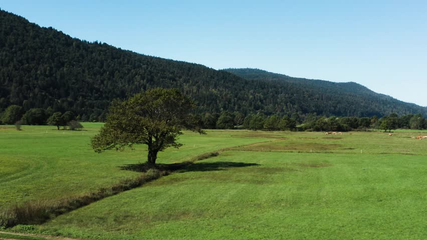 A picturesque rural landscape with a single tree standing in an open green field, surrounded by lush hills and mountains in the background. Cows graze peacefully in the distance under clear blue skies