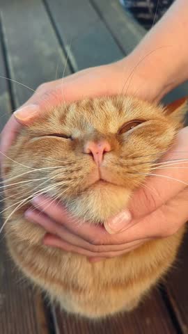A large orange cat being petted by a person, clearly enjoying the affection, with an adorable expression on its face.