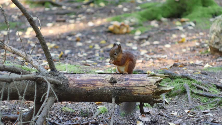 Small cute baby squirrel sits on a tree log and eats the peanut. 4k video footage taken with a tripod.