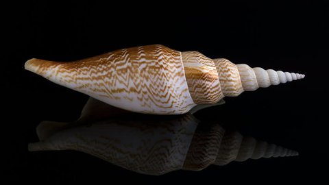 Beautiful Shell