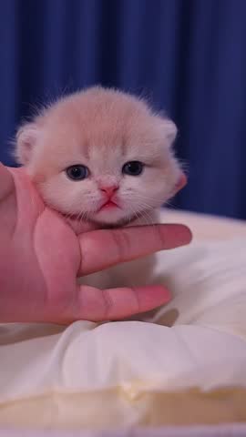 Adorable Kitten Enjoys Gentle Chin Scratches.