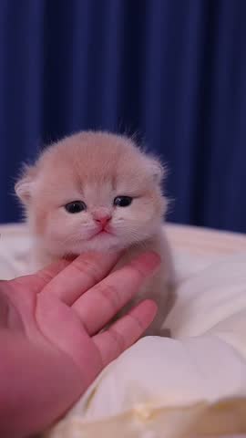 Adorable Kitten Enjoys Gentle Chin Scratches.