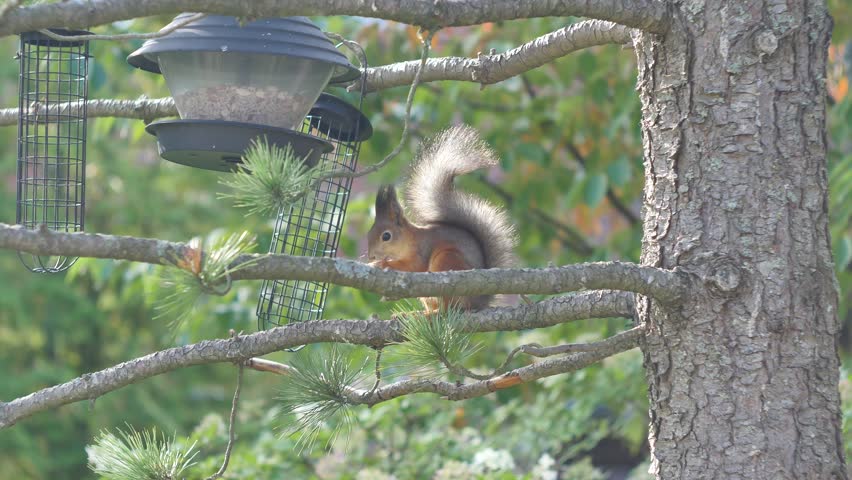 Red squirrel came to feeding spot for seeds and other foods and to find 
some peanuts