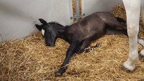 Sleepy Small Newborn Black Foal Horse Laying Down in Stable - Powered by Shutterstock - Get 15% off with code: PIKWIZARD15