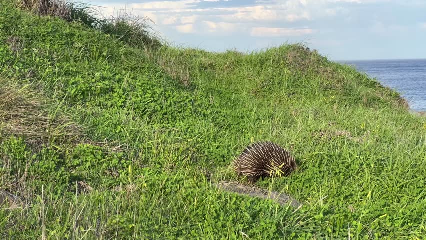 A short beaked echidna or spiny anteater in the wild green grass digging for ants along the coastline of the Fleurieu Peninsula in South Australia in 4k video footage