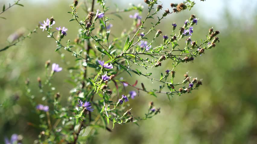 Purple flowers swaying in the wind during the Autumn months 
