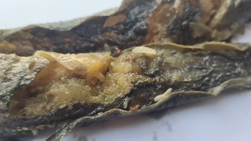 Maggots, or Lucilia sericata, on rotting catfish meat on a white background.