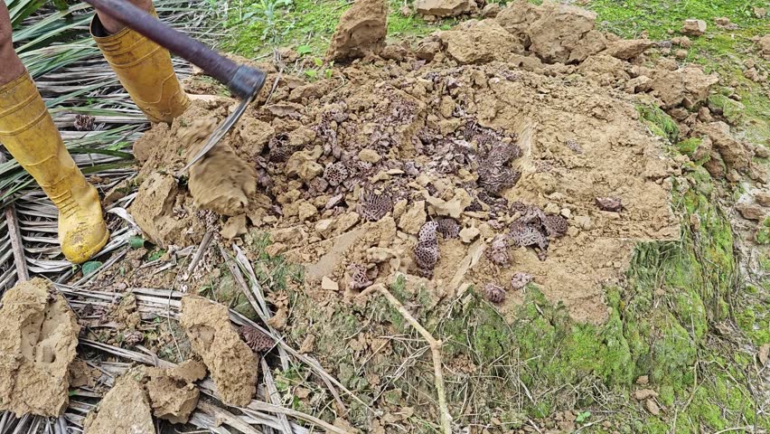 Scene inside the dig up mound hill termite nestle from the ground.
