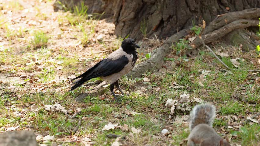 Crow and squirrel in a natural setting