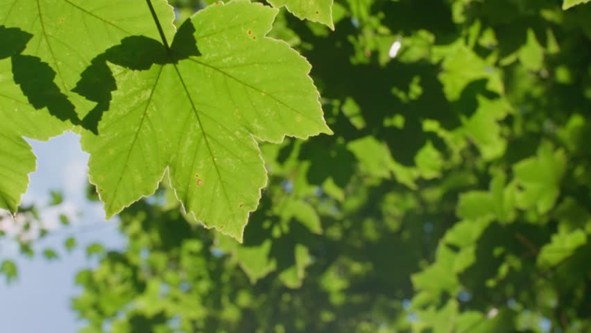 Sun rays shine through green forest trees leaves at summer day. Sunny morning in park. Nature background
