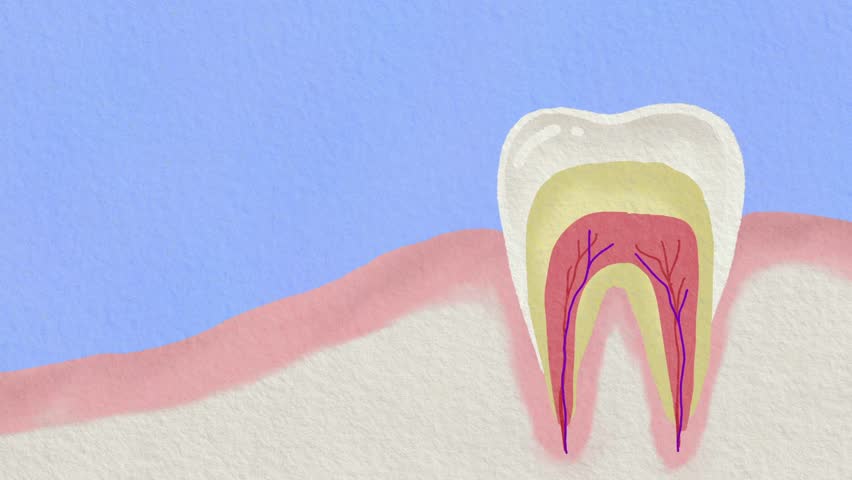 Watercolor Cartoon Animation for Kids Learning About Teeth Structure and Gum Care in Fun and Educational Style