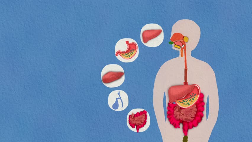 Digestive System Cartoon Animation for Kids - Human Anatomy Education with Stomach and Food Pathway