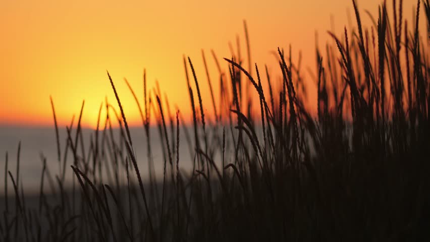 The sun sets over the ocean, casting a golden glow as beach grass silhouettes the scene. This peaceful and scenic view is ideal for themes of relaxation, nature, and tropical beach vacations