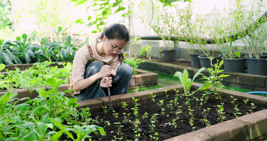 Asian woman gardening in raised vegetable bed, preparing soil with gardening tool surrounded by green plants. Reflects sustainable living, self-sufficiency, and care for homegrown vegetables.