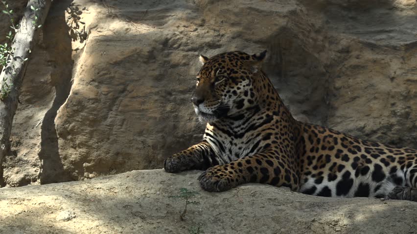Majestic young jaguar resting on a rocky cliff in the morning sun amidst stunning mountain scenery