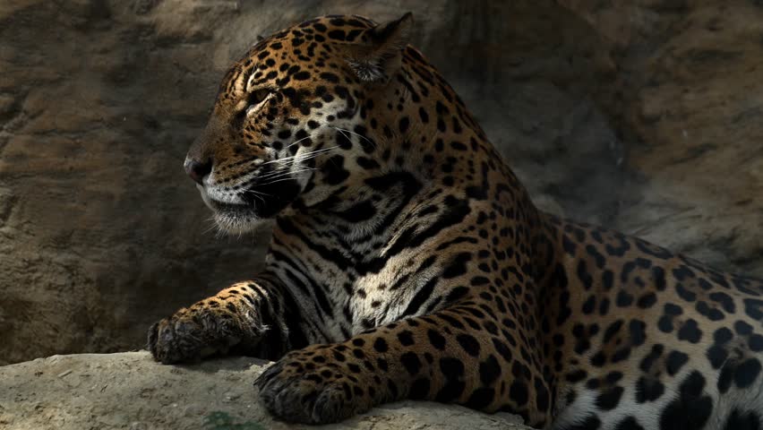 A captivating young jaguar rests on a cliff in the morning sun, showcasing its beauty in the serene landscapes of the wild