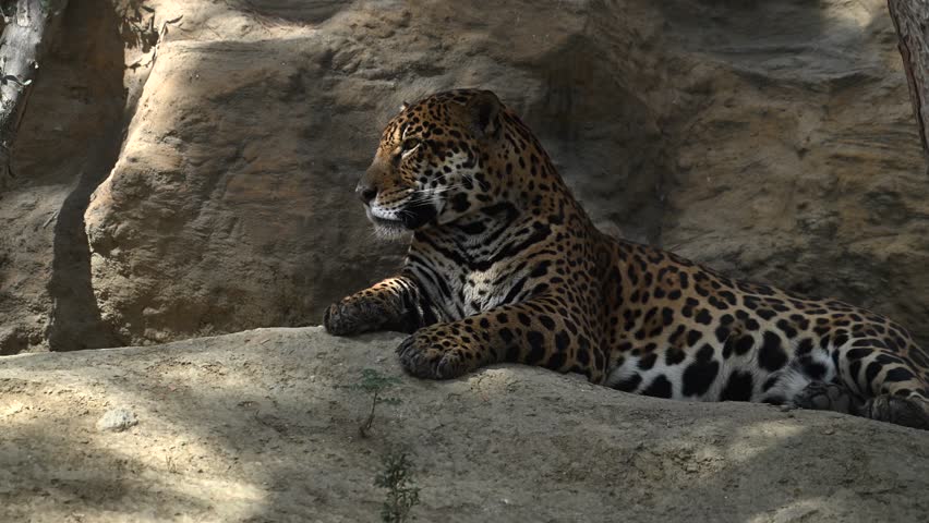 Stunning young jaguar resting on a cliff amid morning sun rays in high-quality 4k slow motion
