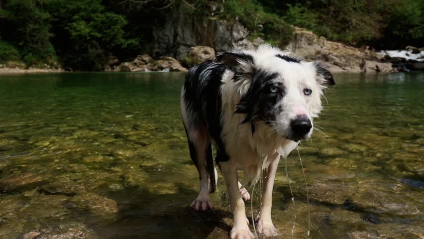slow motion video of a border collie dog shaking off the water after bathing in the river