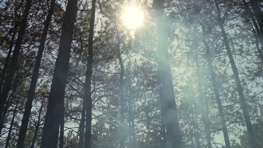 Thick Smoke in sunlight against background of tall pines in forest. Fire beginning. Natural disaster, fire, environmental pollution and ecology