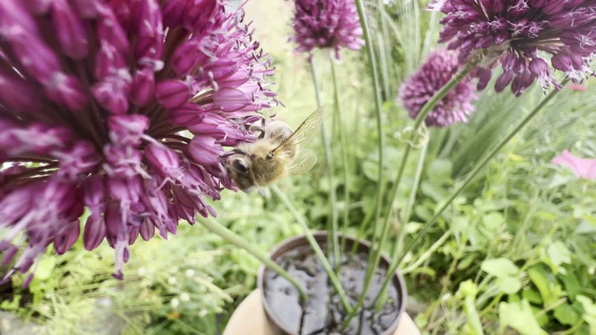 Honey bee, Apis mellifera, is an important insect for pollinating plants and collecting honey.