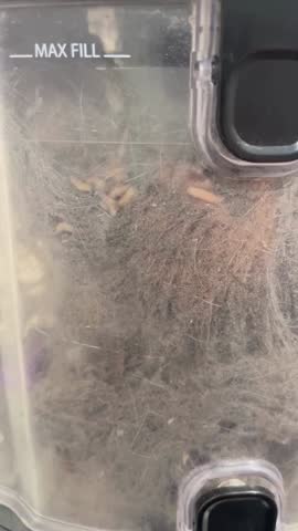 Maggots crawling through the bag of a vacuum cleaner.