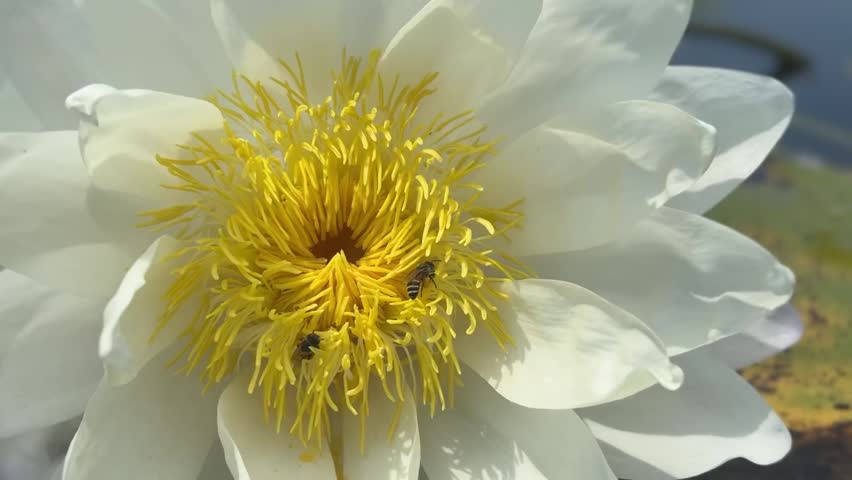 The lotus flowers are in full bloom and there are insects buzzing around them.