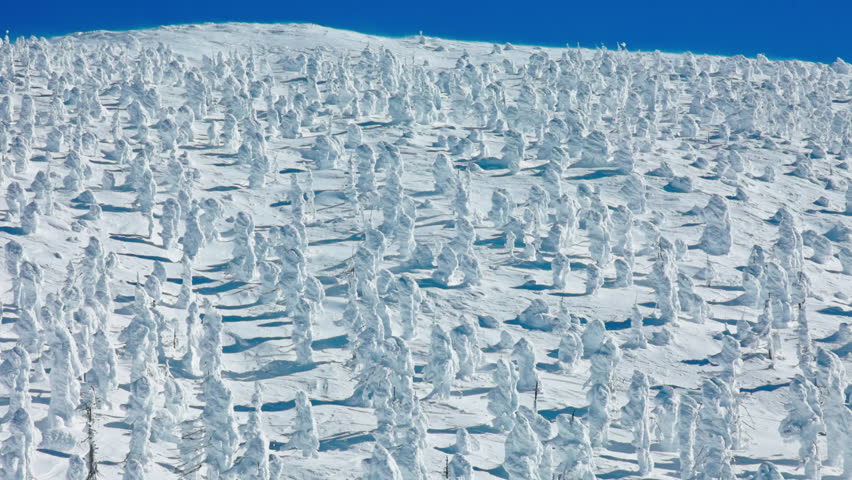 Shutterstock Video
