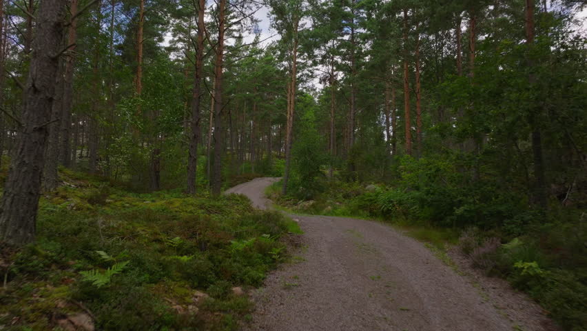 Aerial footage showcases a gravel road winding through a lush green forest. Sunlight filters through the trees, creating a serene and tranquil atmosphere in nature