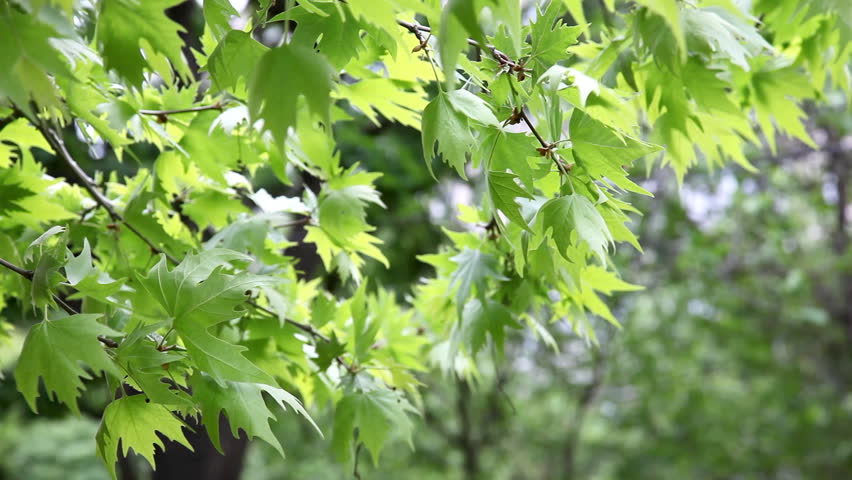 Young green maple leaves tremble in the wind close up. Sharpness of the picture