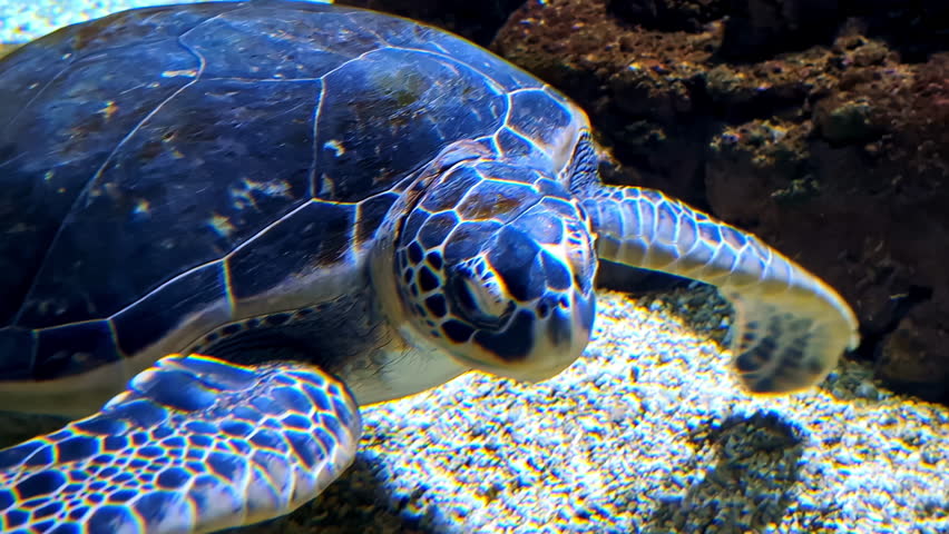 A green sea turtle swimming on the sandy sea bottom