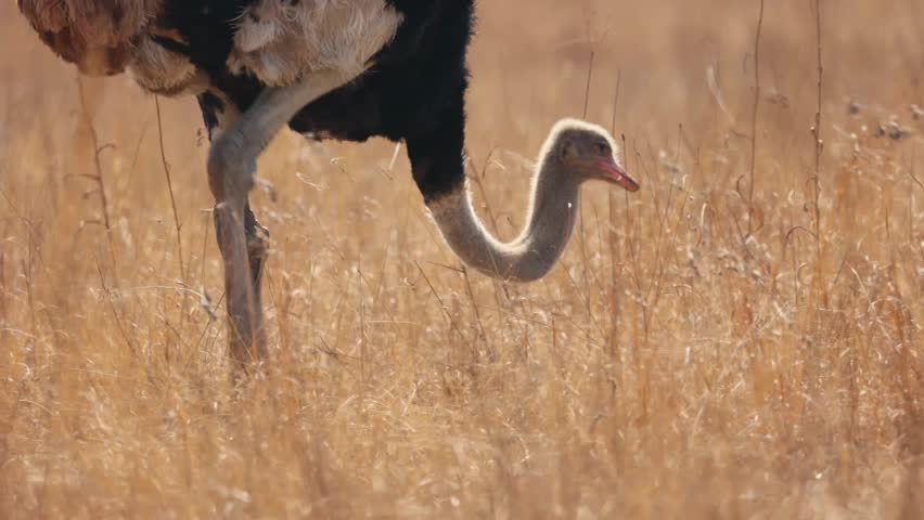 Pan down of long ostrich legs walking between dry grass, black feathers, medium close up