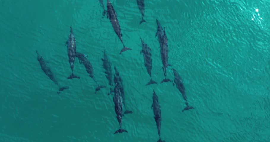 Pod Of Bottlenose Dolphins Swimming Freely On The Blue Sea In Socotra Island, Yemen. - aerial shot