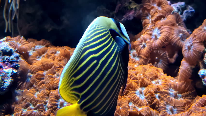 The emperor angelfish or Pomacanthus imperator is a species of colorful, stripped fish that lives close to coral reef habitats