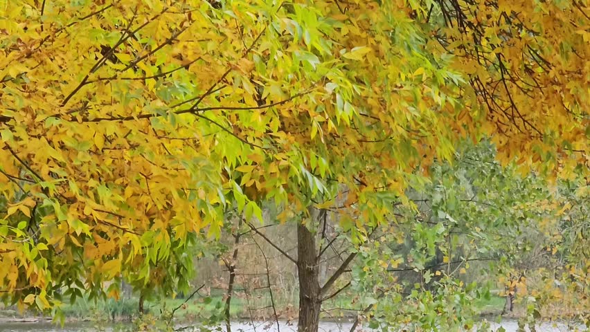 wind in the autumn park, yellow leaves
