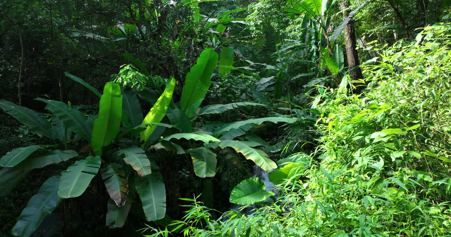 Aerial footage of beautiful tropical forest mountain landscape in summer
